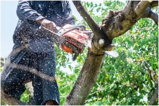 tree services Ada